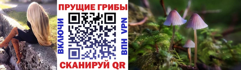 Галлюциногенные грибы Psilocybe  Михайлов 